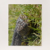 Australische Shingleback Blauwe Tonghagedis, Legpu Legpuzzel (Verticaal)