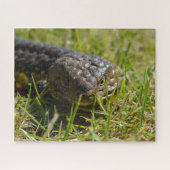 Australische Shingleback Blauwe Tonghagedis, Legpu Legpuzzel (Horizontaal)