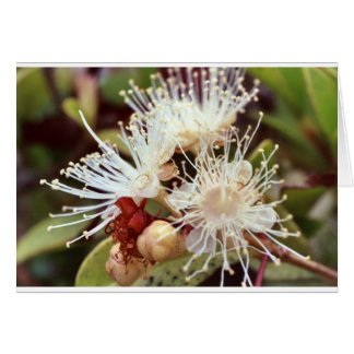 Australische Struik Cherry
