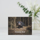 Australische Tasmaanse duivel Briefkaart (Staand voorkant)