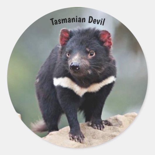 Australische Tasmaanse duivel Ronde Sticker (Voorkant)