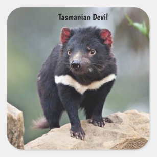 Australische Tasmaanse duivel Vierkante Sticker