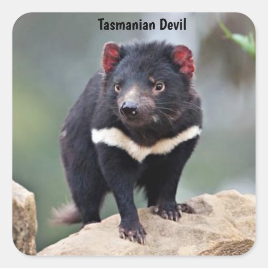 Australische Tasmaanse duivel Vierkante Sticker (Voorkant)