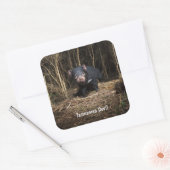 Australische Tasmaanse duivel Vierkante Sticker (Envelop)