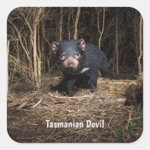 Australische Tasmaanse duivel Vierkante Sticker