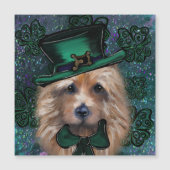 Australische Terrier (Voorkant)