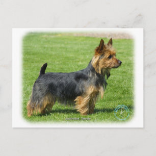 Australische Terrier 9R044D-62 Briefkaart