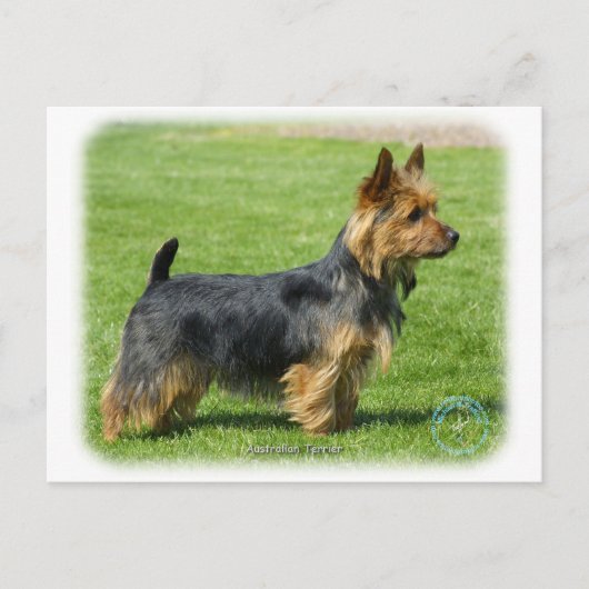 Australische Terrier 9R044D-62 Briefkaart (Voorkant)