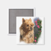Australische Terrier Art Gifts Magneet (Voorkant / Achterkant)