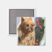 Australische Terrier Art Gifts Magneet (Voorkant / Achterkant)