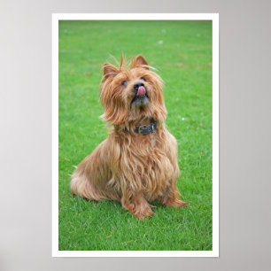 Australische Terrier Licking Nose Poster