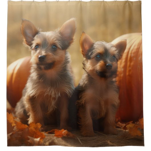 Australische Terrier Puppy Herfst Delight Pompoen Douchegordijn (Voorkant)