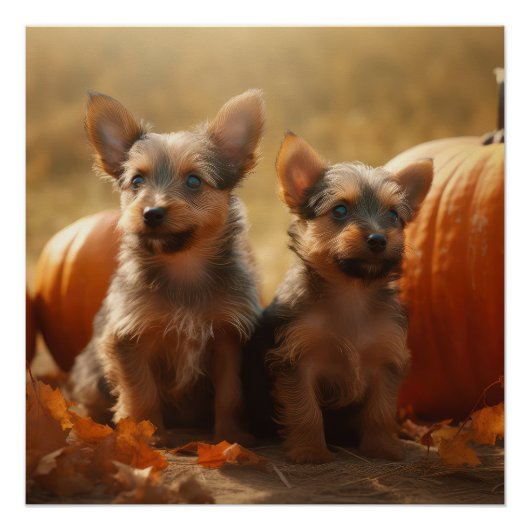 Australische Terrier Puppy Herfst Delight Pompoen Perfect Poster (Voorkant)