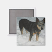 Australische vee hond magneet (Voorkant / Achterkant)