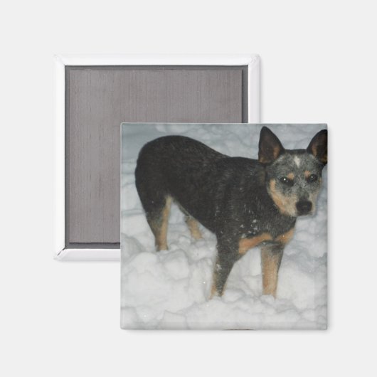 Australische vee hond magneet (Voorkant / Achterkant)