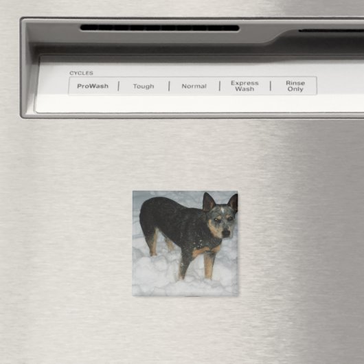 Australische vee hond magneet (Insitu (Vaatwasser))