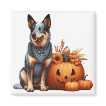 Australische veedrijvershond naast een Jack-O-Lant