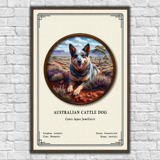 Australische veehond Dierkunde Serie Poster