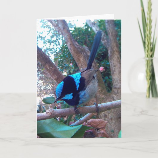 Australische vogel, Superb Fairy Wren. Kaart (Voorkant)