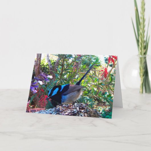 Australische vogel, Superb Fairy Wren. Kaart (Voorkant)