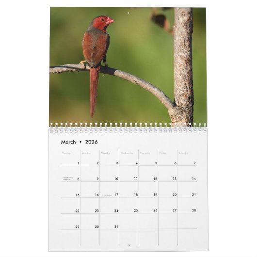 Australische vogelkalender kalender (Mar 2026)