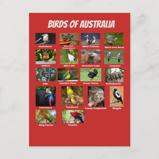 Australische vogels briefkaart (Voorkant)