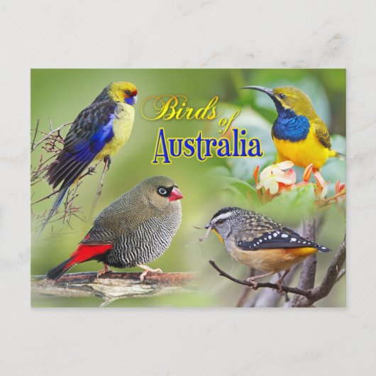 Australische vogels briefkaart (Voorkant)