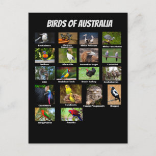 Australische vogels briefkaart