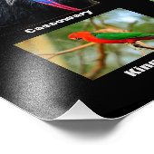 Australische vogels foto afdruk (Hoek)