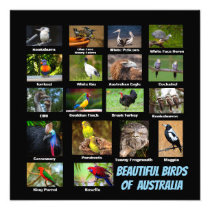 Australische vogels foto afdruk
