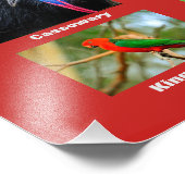 Australische vogels foto afdruk (Hoek)