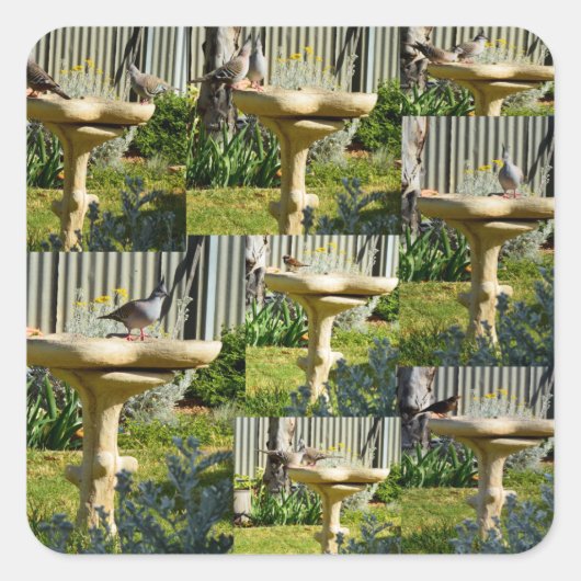 Australische vogels op een vogelpest, stickers (Voorkant)