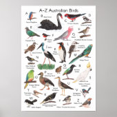 Australische vogels poster (Voorkant)