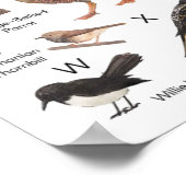 Australische vogels poster (Hoek)