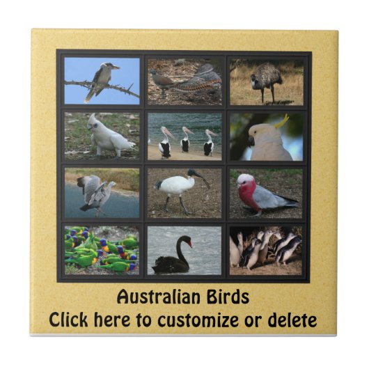Australische vogels tegeltje (Voorkant)