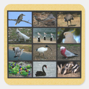 Australische vogels vierkante sticker