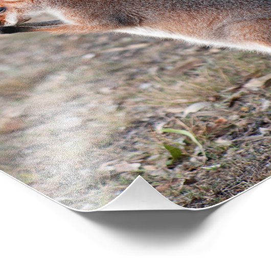 Australische Wallabies Queensland fotoprint Foto Afdruk (Hoek)