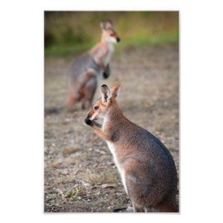 Australische Wallabies Queensland fotoprint Foto Afdruk