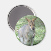 Australische Wallaby Magnet (Voorkant / Achterkant)