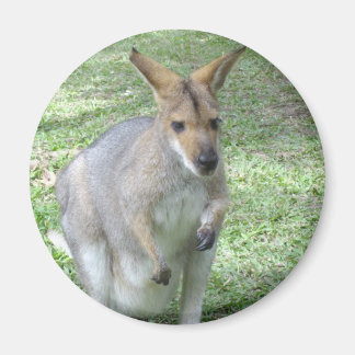 Australische Wallaby Magnet