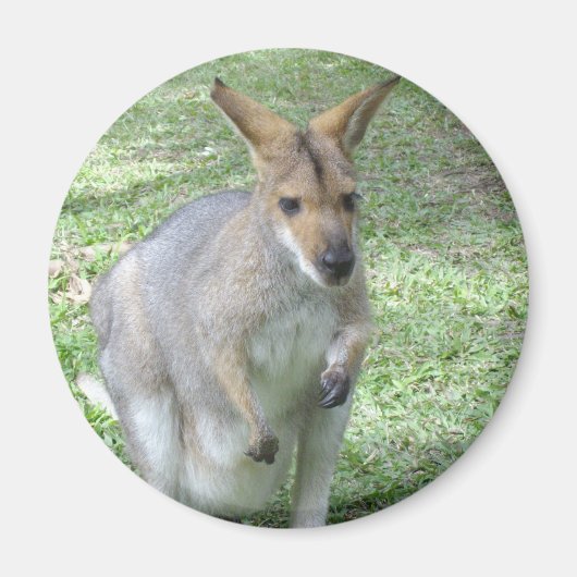 Australische Wallaby Magnet (Voorkant)
