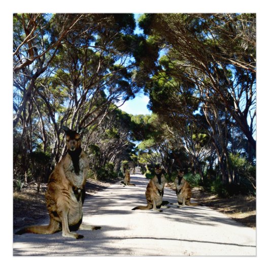 Australische wallabys op de weg, foto afdruk (Voorkant)