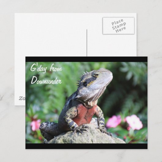 Australische waterdraak briefkaart (Voorkant / Achterkant)
