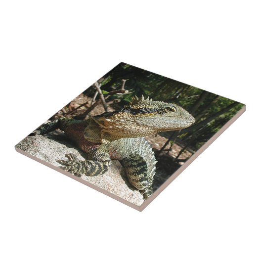 Australische waterdraak tegeltje (Zijkant)