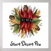 Australische wilde bloemen - Sturt Desert Pea Poster (Voorkant)