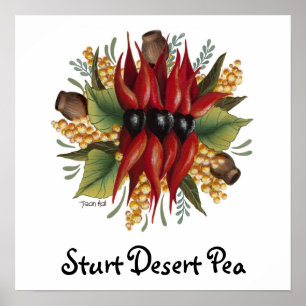 Australische wilde bloemen - Sturt Desert Pea Poster