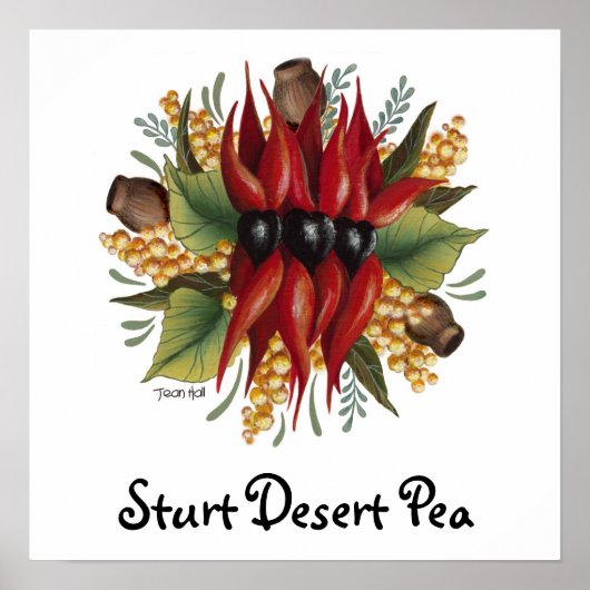 Australische wilde bloemen - Sturt Desert Pea Poster (Voorkant)