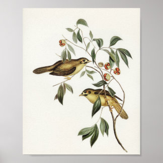 Australische zeehond (Myzantha melanophrys) Poster