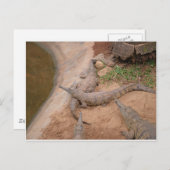 Australische zoetwaterkrokodil briefkaart (Voorkant / Achterkant)