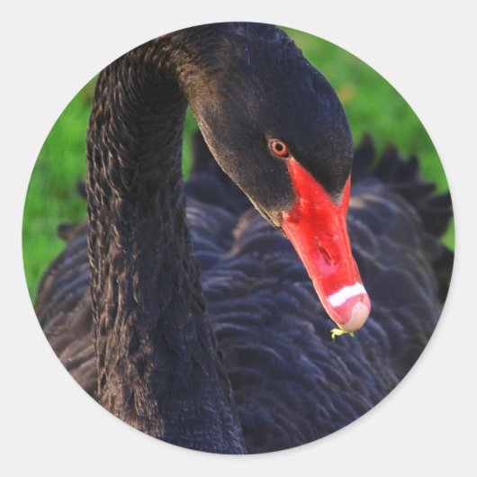 Australische zwarte zwaan ronde sticker (Voorkant)